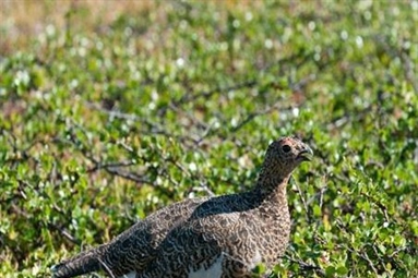 COAT predicts this year’s ptarmigan density in Finnmark